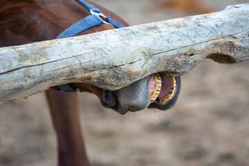 horse grinds his teeth on a tree close-up