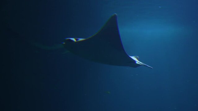 stingray swims underwater photography