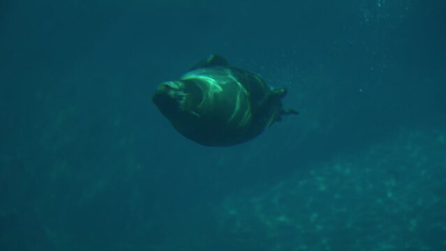 fur seals swim underwater  photography