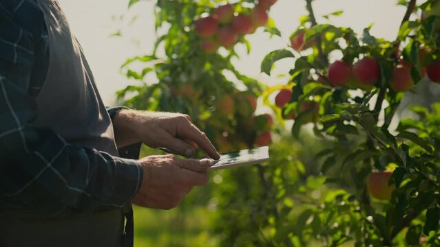 An experienced modern farmer works on an apple orchard plantation, collecting information by entering it into a modern touchscreen tablet. Open on summer days in the morning
