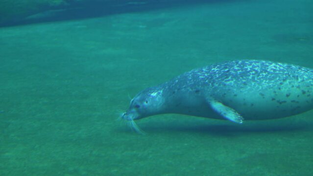 fur seals swim underwater  photography