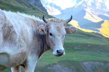 portrait of a cow in a mountainous area