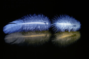 Colored feather and bird fluff on a dark background