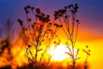 silhouettes of flowers and plants against the background of the setting sun