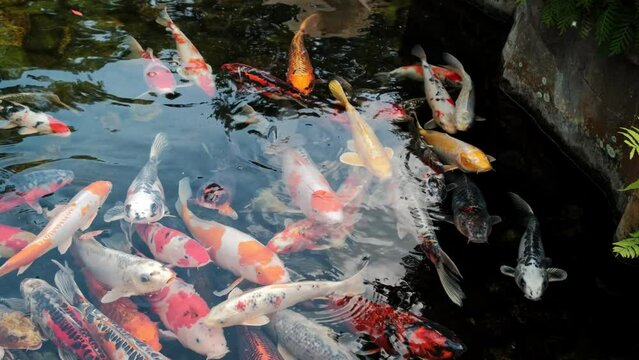 Fishes Koi swimming in a small lake in the park