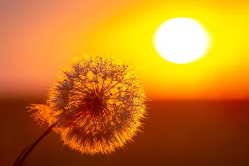 Zelfklevend Fotobehang Dandelion silhouetted against the sunset sky. Nature and botany of flowers © photosaint