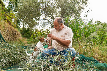 Naklejka na ściany i meble Gardener mature man picking olives and training his adorable curious jack russell terrier dog during olives harvesting works in countryside in orchard.