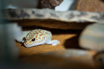 Beige yellow leopard gecko in a terrarium hidding under the rock
