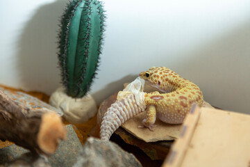Beige yellow leopard gecko in a terrarium shadding it's skin by it self