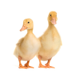 Two cute funny ducklings isolated on white background