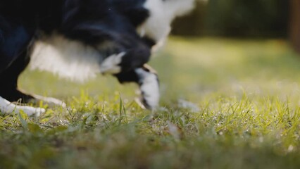 Energetic dog brings plaything to woman owner on park lawn