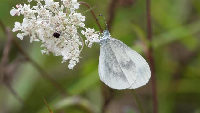 Leptidea sinapis is a small white butterfly, also called slender white, from the family Pieridae.