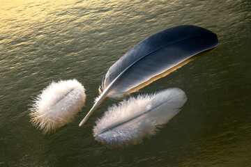 Colored feather and bird fluff on a golden background