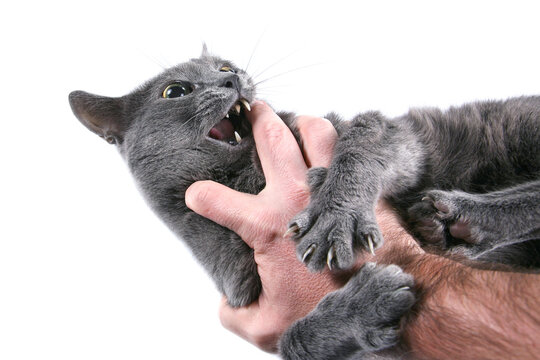 Gray cat aggressively bites and scratches a man hand. Animal aggression and rabies