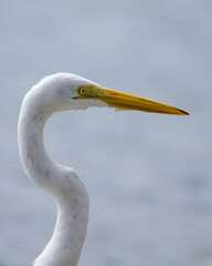 Great Egret (Ardea alba) close-up.