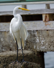 Great Egret (Ardea alba)standing on a stone near the beach