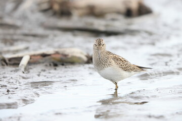 The pectoral sandpiper (Calidris melanotos) is a small, migratory wader that breeds in North America and Asia, wintering in South America and Oceania.