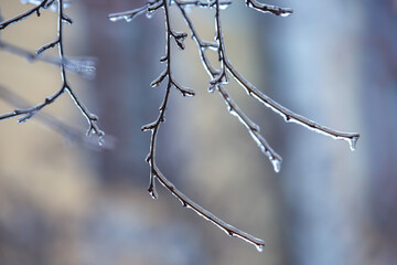 Icicles on icy tree branches. temperature swing season and winter weather in autumn