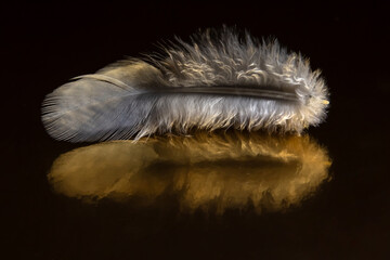 Colored feather and bird fluff on a dark background