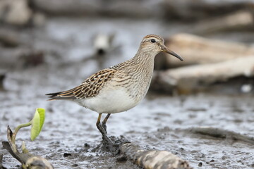 The pectoral sandpiper (Calidris melanotos) is a small, migratory wader that breeds in North America and Asia, wintering in South America and Oceania.