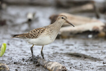 The pectoral sandpiper (Calidris melanotos) is a small, migratory wader that breeds in North America and Asia, wintering in South America and Oceania.