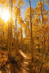 Beautiful Sunlit Yellow Aspen Forest Trail in Autumn