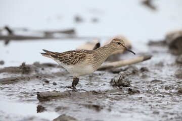 Obraz premium The pectoral sandpiper (Calidris melanotos) is a small, migratory wader that breeds in North America and Asia, wintering in South America and Oceania.