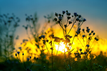 silhouettes of flowers and plants against the background of the setting sun