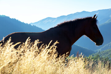 horses graze in the mountains at dawn