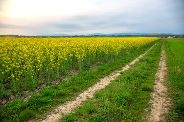 wheat field in sunlight. nature and landscape