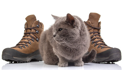 trekking boots for hiking next to a gray cat on a white background. Travel and Hiking Equipment