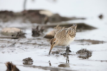 The pectoral sandpiper (Calidris melanotos) is a small, migratory wader that breeds in North America and Asia, wintering in South America and Oceania.