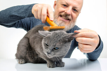 Bearded man combs the fur of a gray cat with a brush on a white background. Pet care