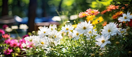 In the background of a summer garden the white floral beauty of nature can be seen with a variety of green plants and colorful blossoms creating a beautiful and natural scene