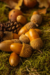 beautiful acorns in the field just fallen from the tree, with small pine cones next to them and dry...
