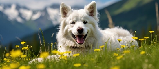 In the summer against a backdrop of lush green grass and beautiful mountains a happy white dog...