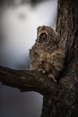 Long-eared owl