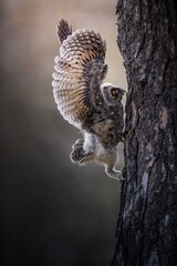 Long-eared owl