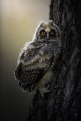 Long-eared owl