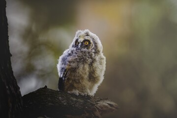 Long-eared owl