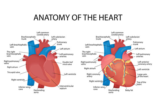 Anatomy of the heart of the human heart on a white background. Vector illustration, for poster
