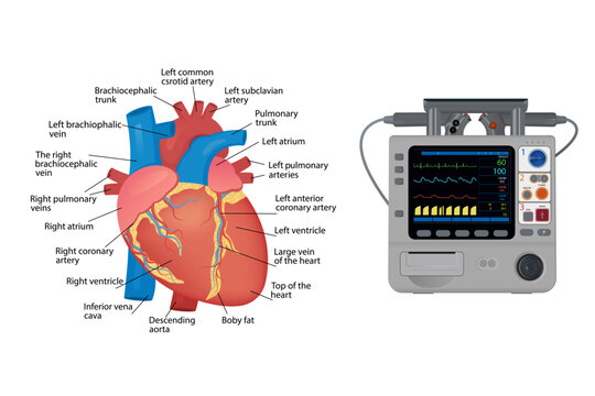 Anatomy of the human heart. Electrocardiographic patient monitoring - medical device, for poster