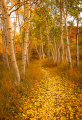 Golden Yellow Forest Trail Through Aspen Colorado