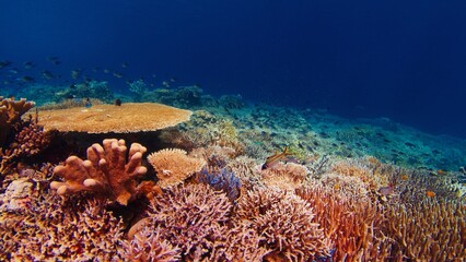 Naklejka na ściany i meble Healthy coral reef underwater in Komodo National Park in Indonesia