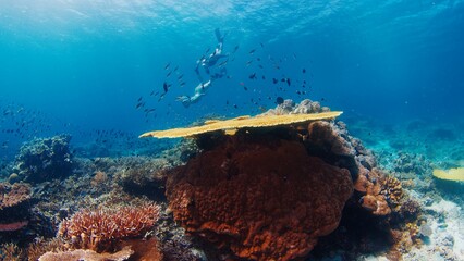 Freediving on the reef with fish. Two female freedivers glide underwater over the reef in the...