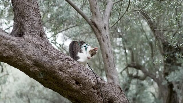 Curious cat exploring tree branches in a lush grove, embodying a sense of adventure and natural curiosity. Pet outdoor