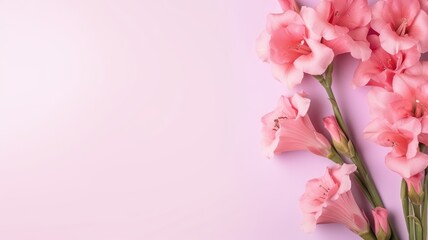 Naklejka na ściany i meble Gladiolus flowers on background isolated with copy space.