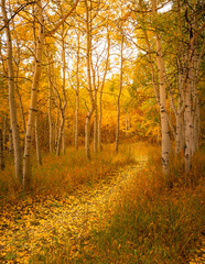 Beautiful Yellow Leaves on Path Forest Trail in Autumn, Colorado