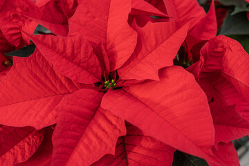 Beautiful red poinsettia (Euphorbia pulcherrima) on display at greenhouse blooming in time for the Christmas Holiday Season