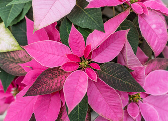 Beautiful pink poinsettia (Euphorbia pulcherrima) on display at greenhouse blooming in time for the Christmas Holiday Season